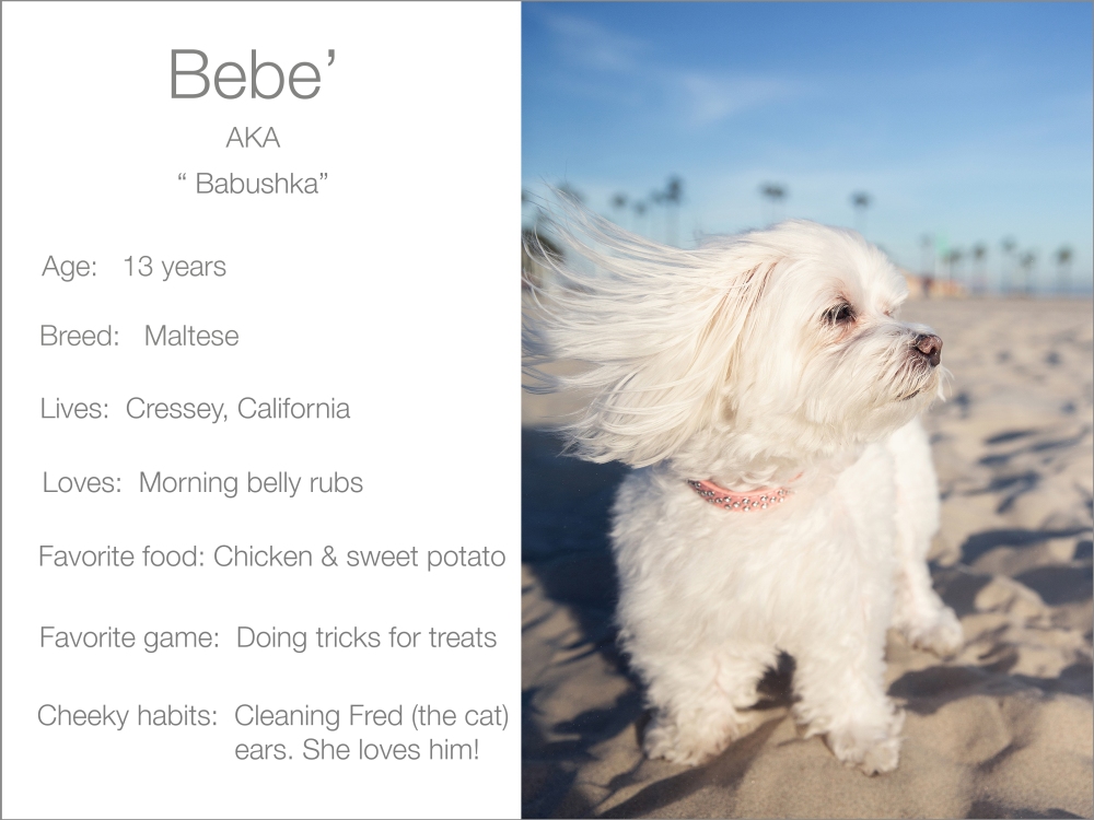 Bebe' profile dogs_and_the_city kristie_lee_photographer Charlie.jpg